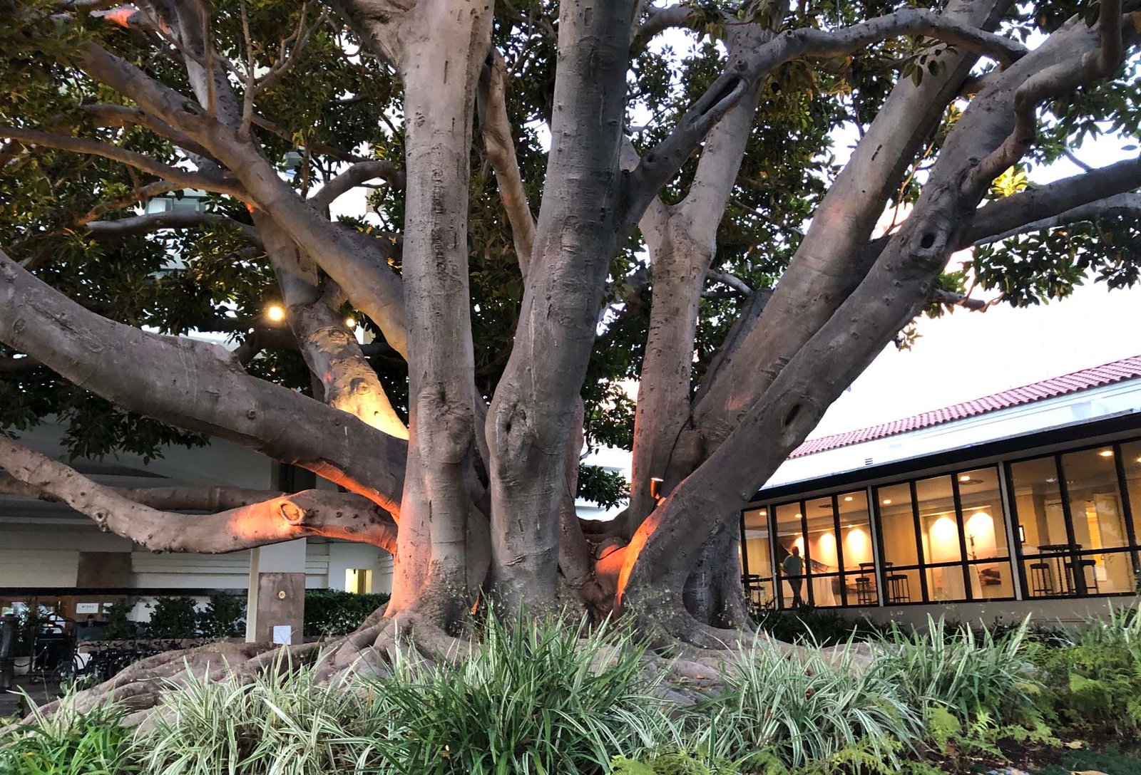 An Evening Delight: Our Second Visit to Fig Restaurant in Santa Monica During Happy Hour