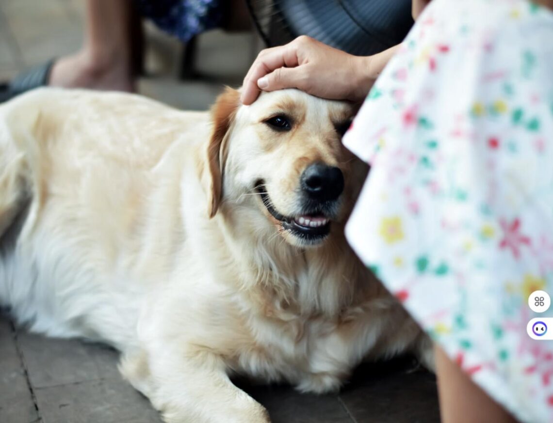 A golden retriever being gently petted on the head while lying down.