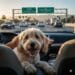 A happy goldendoodle sits in the front passenger seat of a car, looking out at the 405 Freeway in Southern California during golden hour. Traffic is visible in the background with "405 San Diego Fwy" and "Santa Monica Blvd / Getty Center" signs overhead. A hand is gently petting the dog.