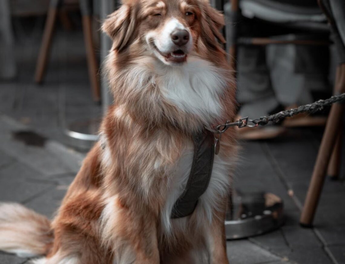 A leashed dog sits calmly beside a table at an outdoor restaurant patio.
