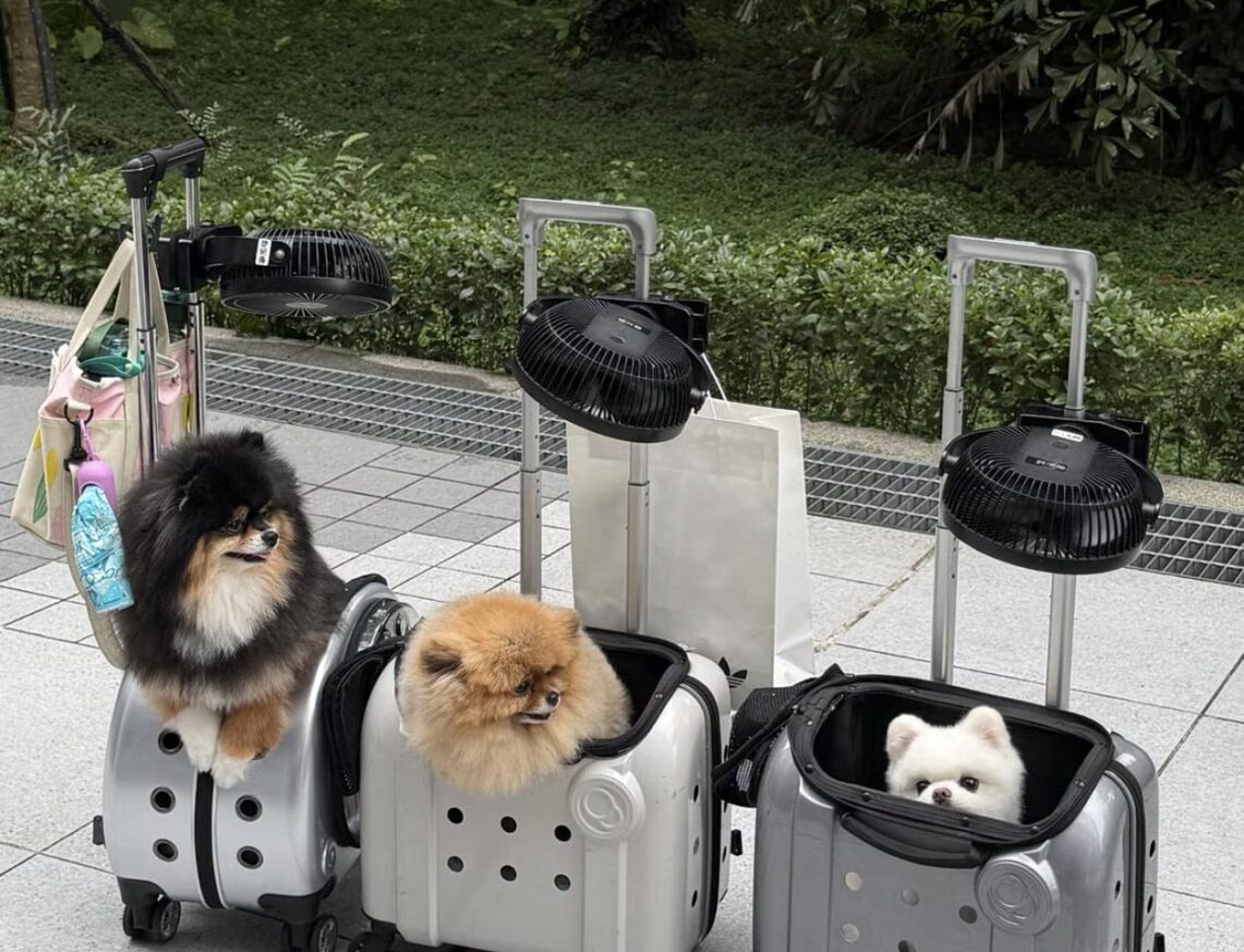 Three small dogs peek out of wheeled pet travel carriers while out for a walk.