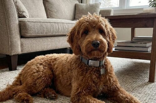 Golden Goldendoodle dog lying on a rug in a living room wearing a grey Fi Smart GPS Dog Collar Series 3.
