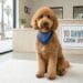 A freshly groomed Goldendoodle wearing a blue bandana sitting on a white rug inside the lobby of Yo Dawg Groom Spot in Santa Monica, with a bright storefront window and palm trees in the background.