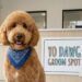 A freshly groomed Goldendoodle wearing a blue bandana sitting on a white rug inside the lobby of Yo Dawg Groom Spot in Santa Monica, with a bright storefront window and palm trees in the background.