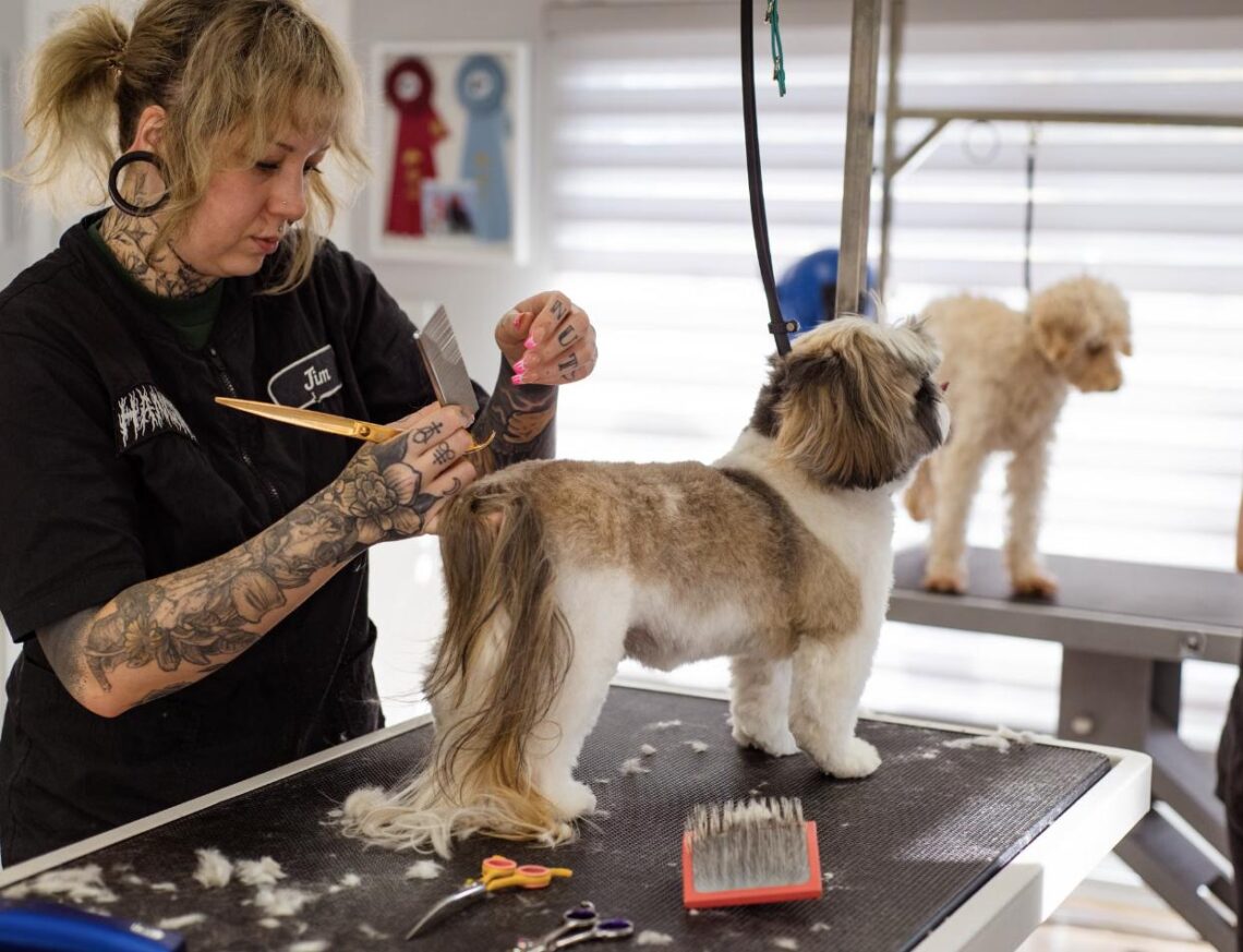 A professional groomer trims a small fluffy dog's fur on a salon table, with another curly-coated dog waiting in the background.
