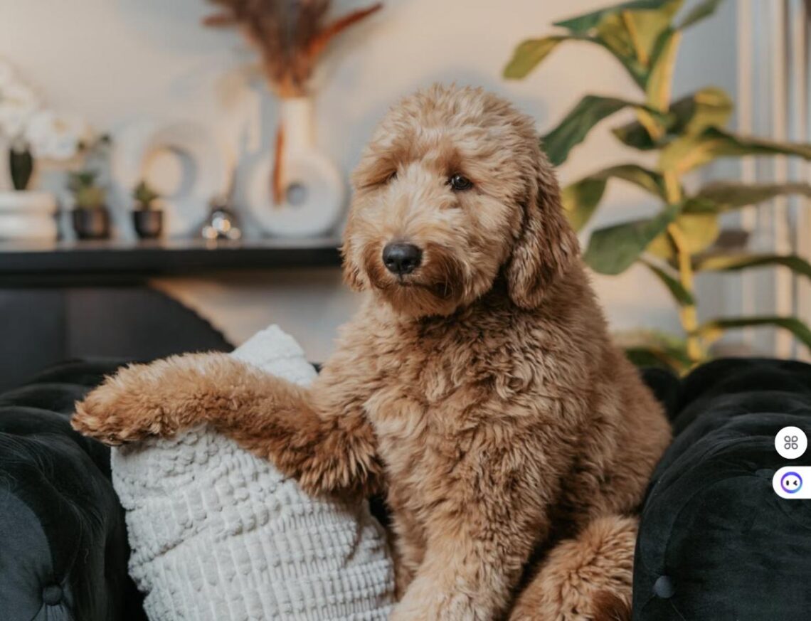 A Goldendoodle sitting on a dark upholstered armchair in a stylish living room.
