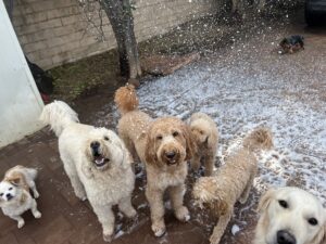 Barnaby, a cream Goldendoodle, standing with a group of other dogs in a backyard at Dogsitting by Ally as artificial snow bubbles fall around them