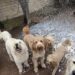 Barnaby, a cream Goldendoodle, standing with a group of other dogs in a backyard at Dogsitting by Ally as artificial snow bubbles fall around them