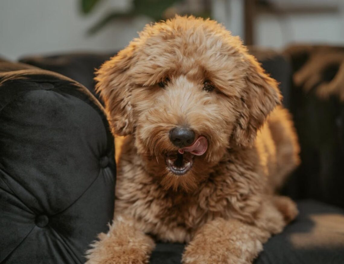 A fluffy goldendoodle lounging on a dark velvet sofa