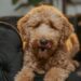 A fluffy goldendoodle lounging on a dark velvet sofa