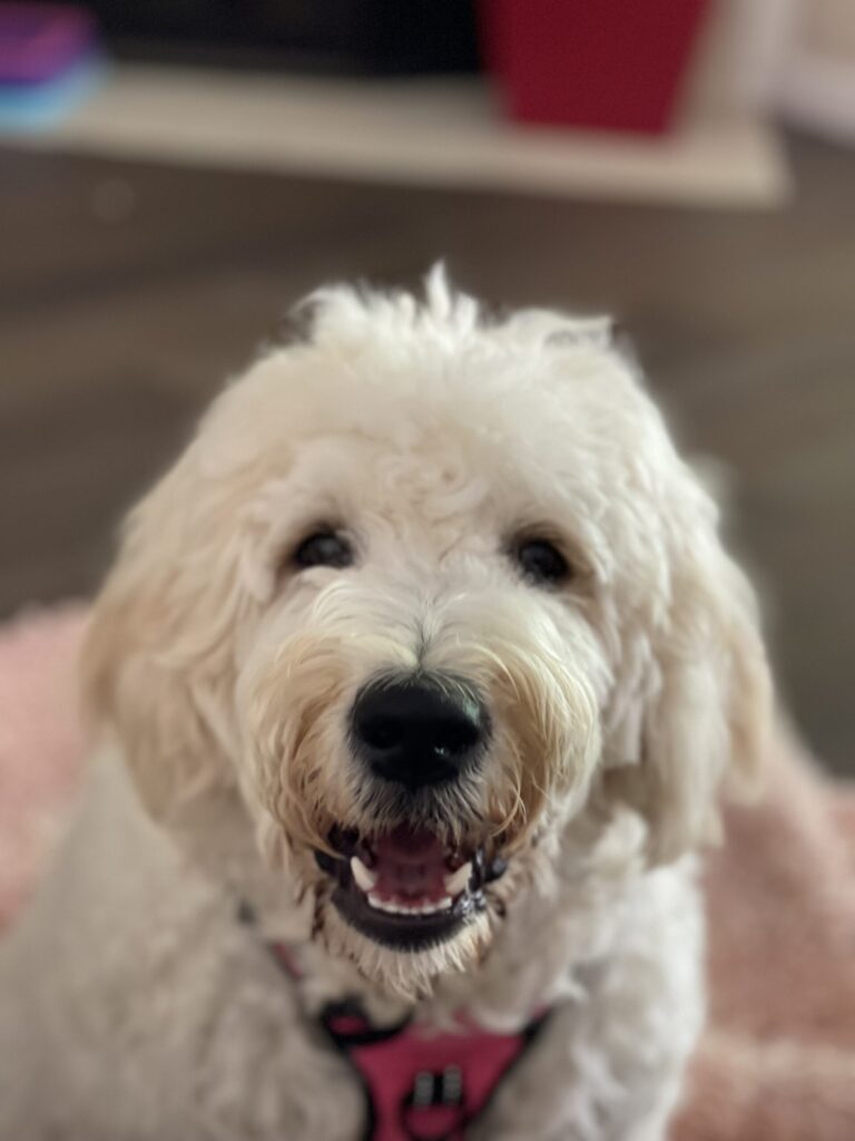 Barnaby the cream Goldendoodle smiling at the camera while wearing a pink harness