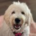Barnaby the cream Goldendoodle smiling at the camera while wearing a pink harness