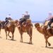 Line of tourists riding camels single file along a sandy beach near Cabo San Lucas, with a guide walking alongside
