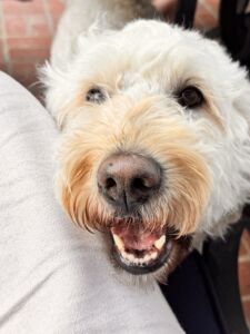 Close-up of Barnaby, our goldendoodle, smiling with his mouth open