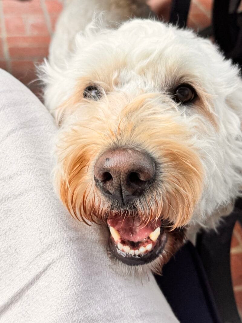 Close-up of Barnaby, our goldendoodle, smiling with his mouth open