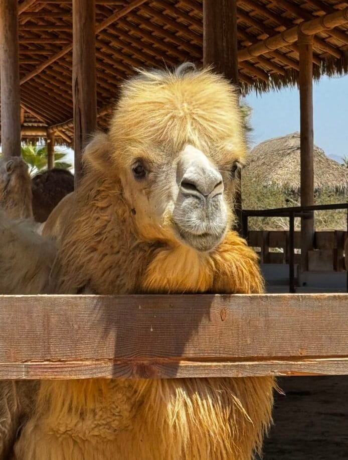 Close-up of a shaggy camel resting its chin on a wooden fence rail at an outdoor ranch pavilion