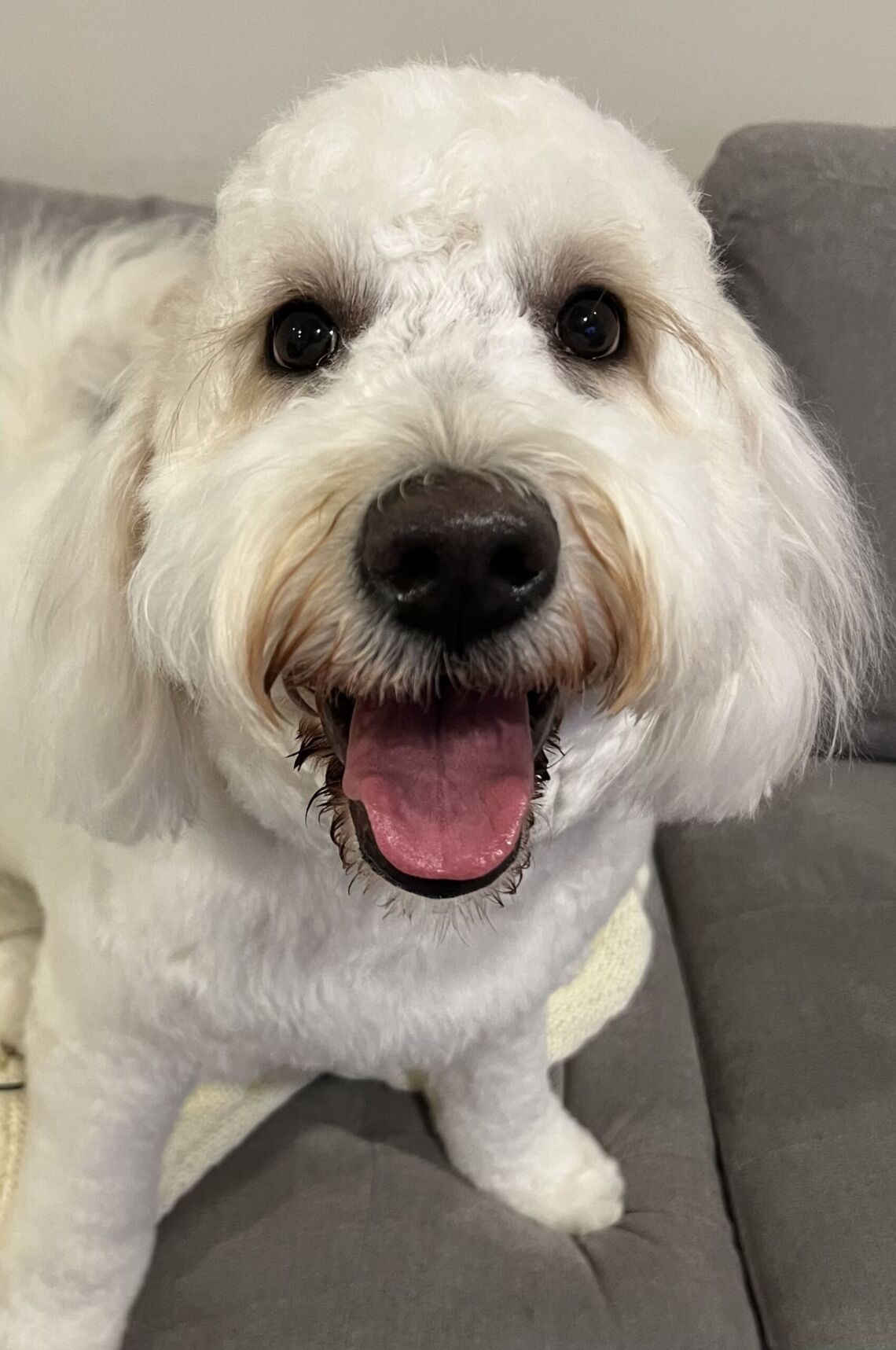 Barnaby, a happy Goldendoodle, freshly groomed at SpawtlessLA in Bel-Air