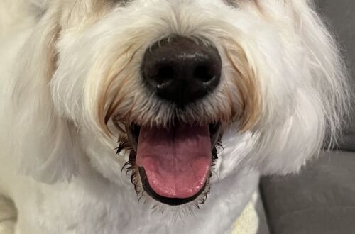 Barnaby, a happy Goldendoodle, freshly groomed at SpawtlessLA in Bel-Air