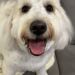 Barnaby, a happy Goldendoodle, freshly groomed at SpawtlessLA in Bel-Air