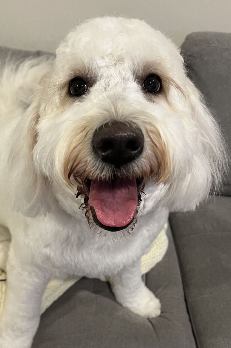 Barnaby, a happy Goldendoodle, relaxed and freshly groomed after his SpawtlessLA grooming appointment in Bel-Air