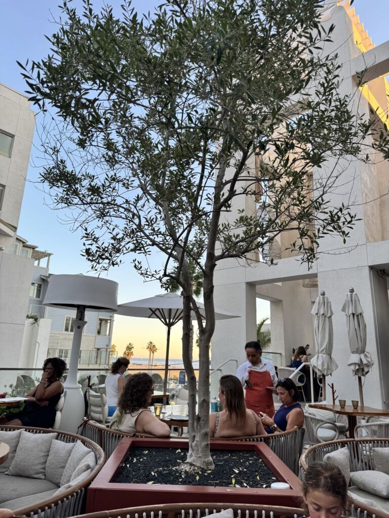 Diners seated on the outdoor patio at Marelle in Santa Monica around an olive tree, with umbrellas and a view toward the ocean at sunset