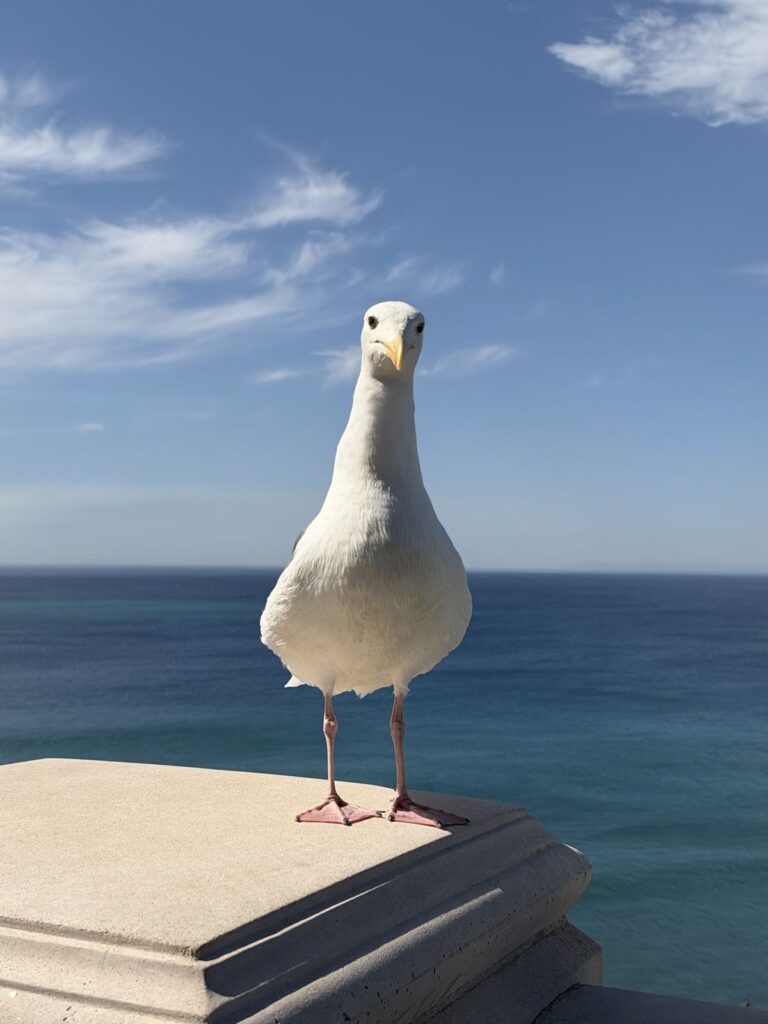 Seagull standing on a stone railing above the ocean at the Ritz-Carlton Laguna Niguel