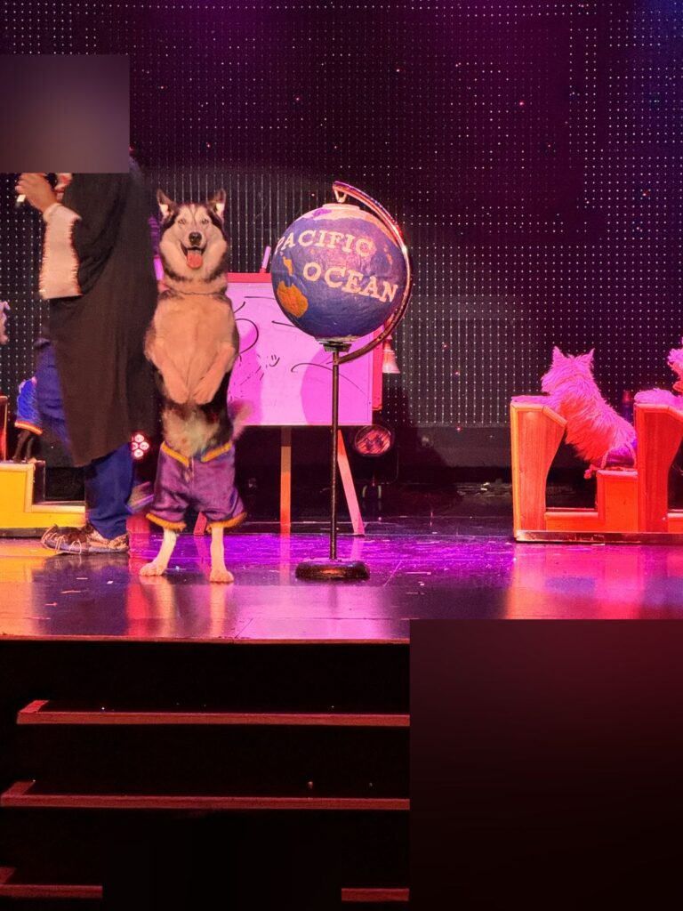 A husky standing on its hind legs on stage at Popovich Comedy Pet Theater in Las Vegas